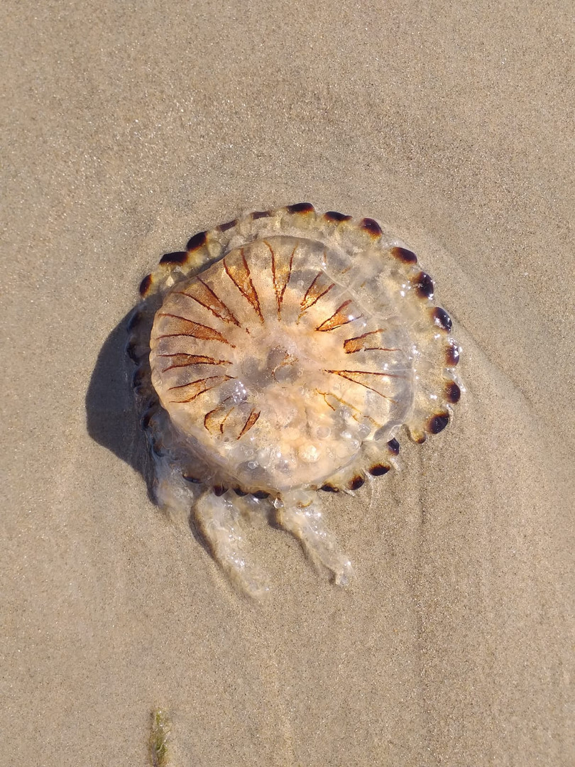 Am Strand gesichtet und Fotografiert 