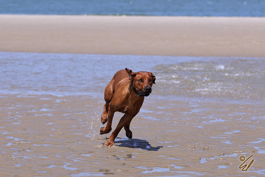 Am Strand I