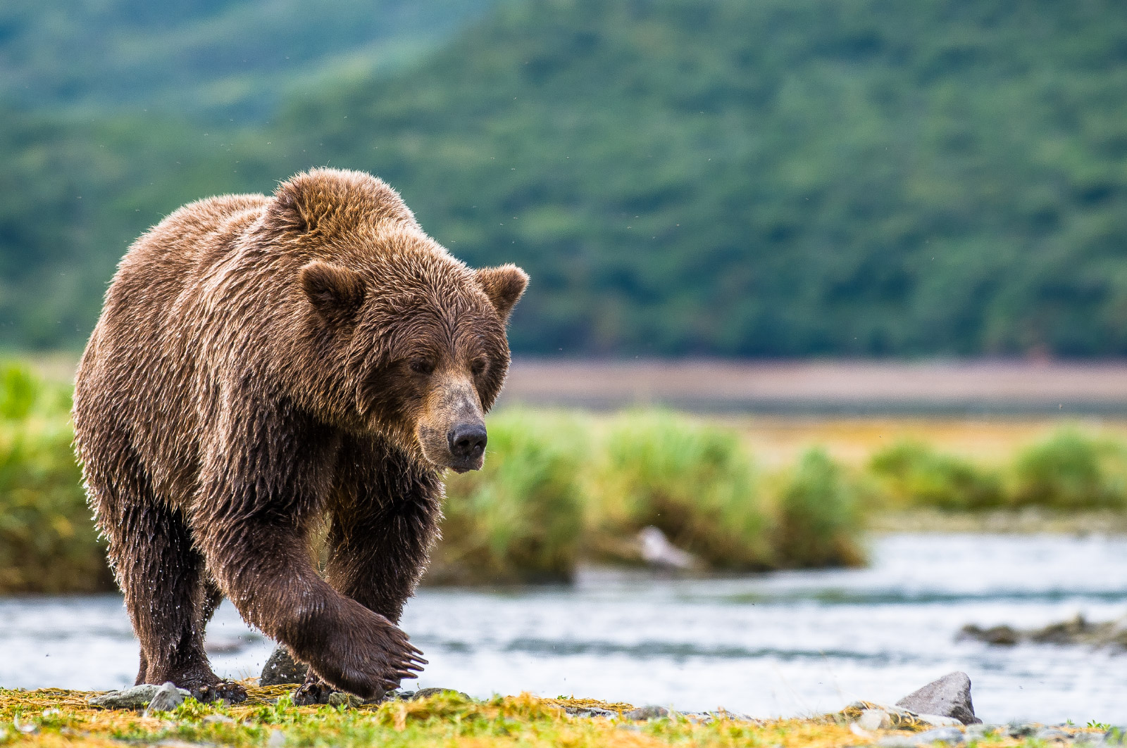 Am Strand im Katmai National Park