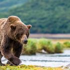 Am Strand im Katmai National Park