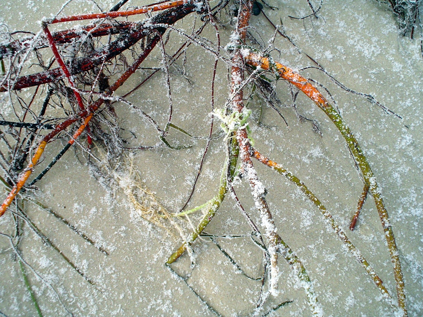 Am Strand im Winter