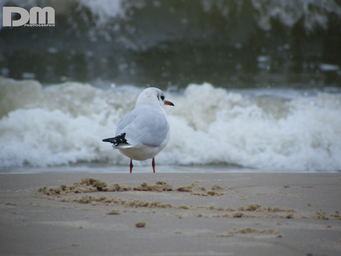 am Strand in Ahlbeck - Usedom