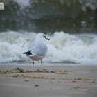 am Strand in Ahlbeck - Usedom