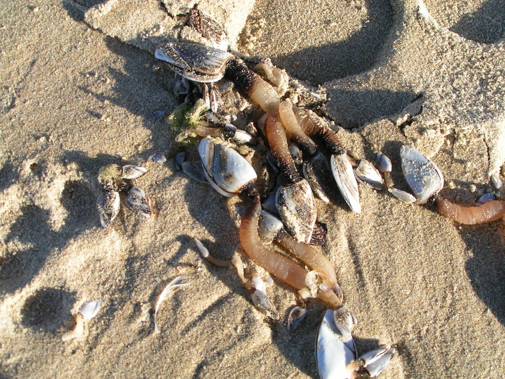 Am Strand in Holland entdeckt ?