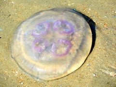 Am  Strand in Norderney