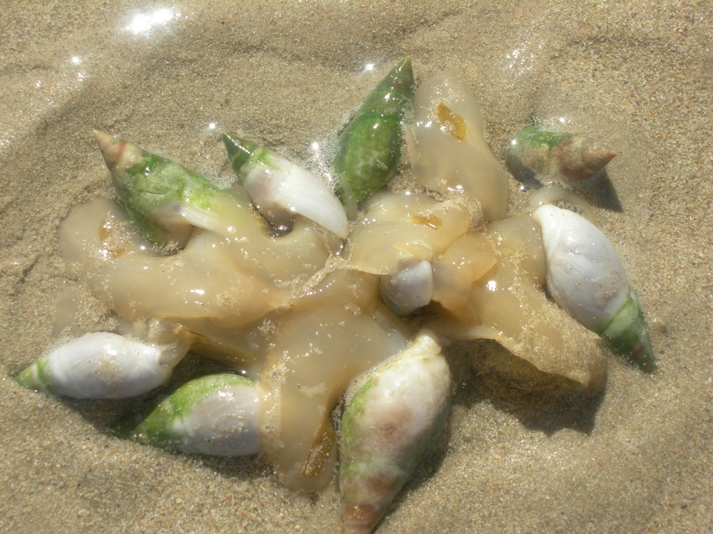 am Strand in Strand/Cape Province/Südafrika