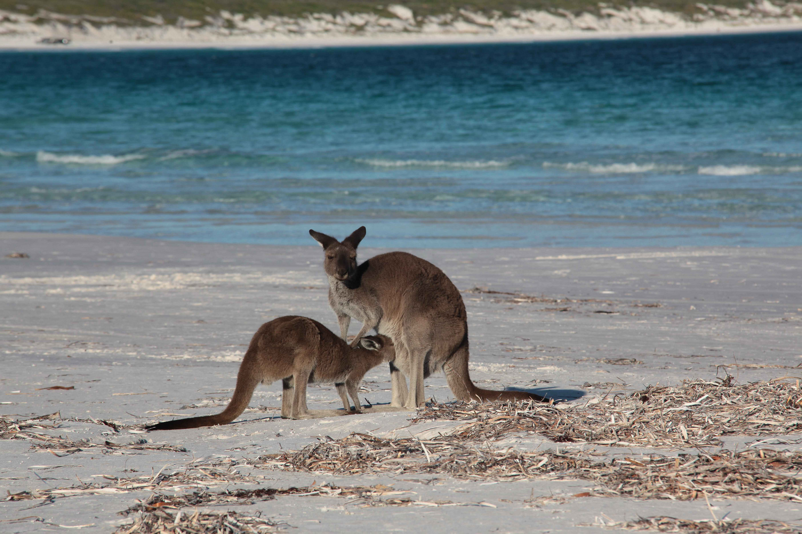 Am Strand in Süd Australien