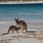 Am Strand in Süd Australien