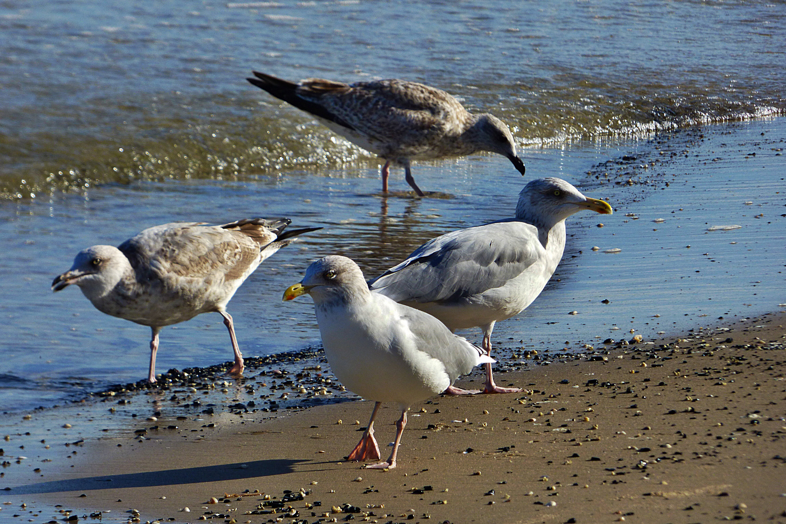 Am Strand in Zinnowitz