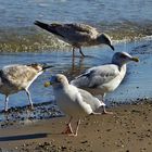 Am Strand in Zinnowitz