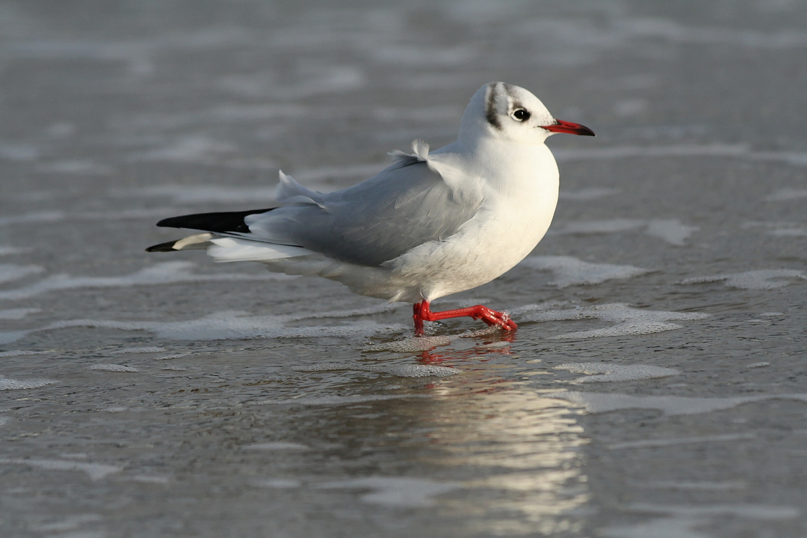 Am Strand in Zinnowitz