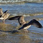 Am Strand in Zinnowitz