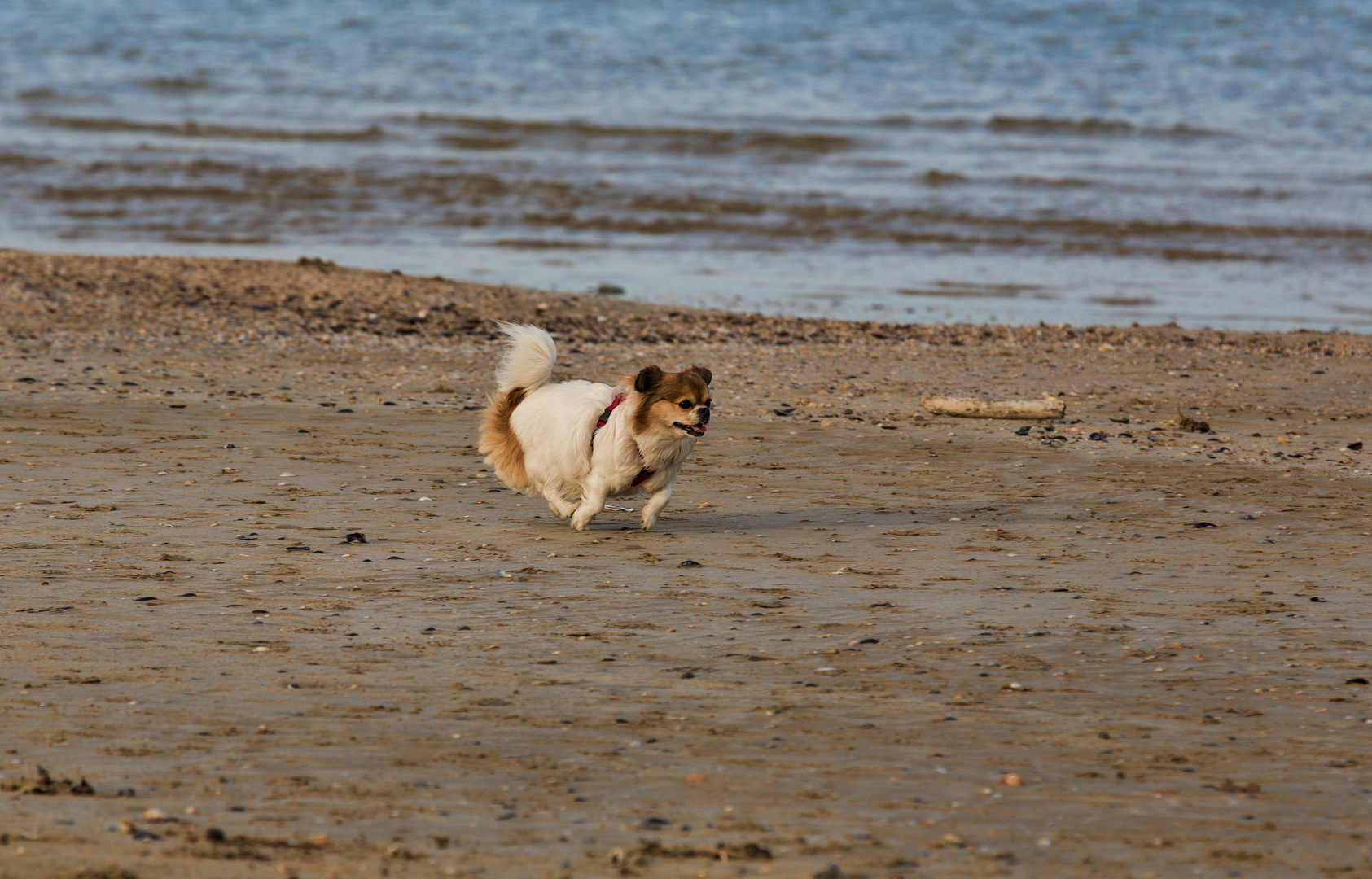 "am Strand laufe ich immer zur Hoechstform auf..."