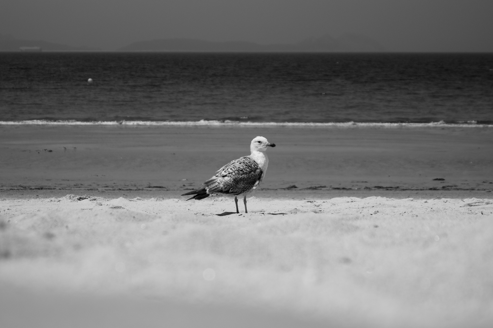 am Strand mit Vogel