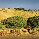 Am Strand, Nähe Gisborne, Neuseeland.