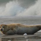 Am Strand relaxen