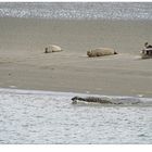 Am Strand rumliegen...