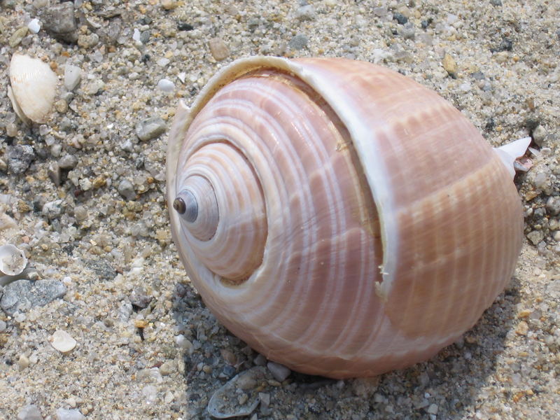 ...am Strand "Thimari", in der Nähe von Perni/Kavala, GR.