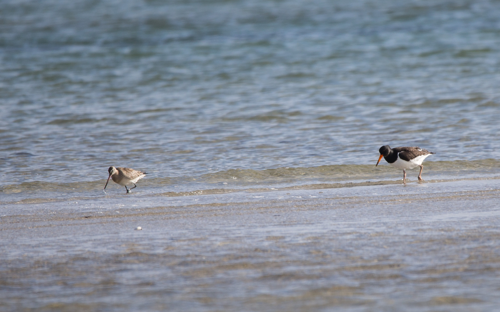 Am Strand vom Darßer Ort...