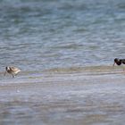 Am Strand vom Darßer Ort...