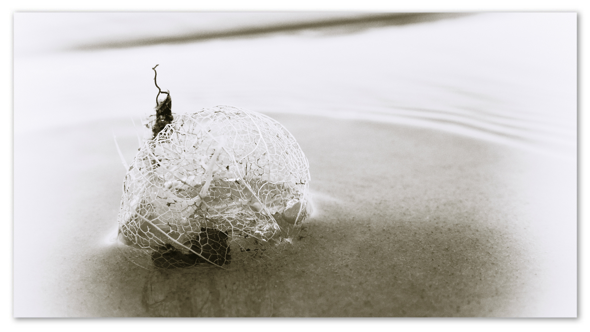 Am Strand vom Steinhuder Meer