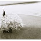 Am Strand vom Steinhuder Meer