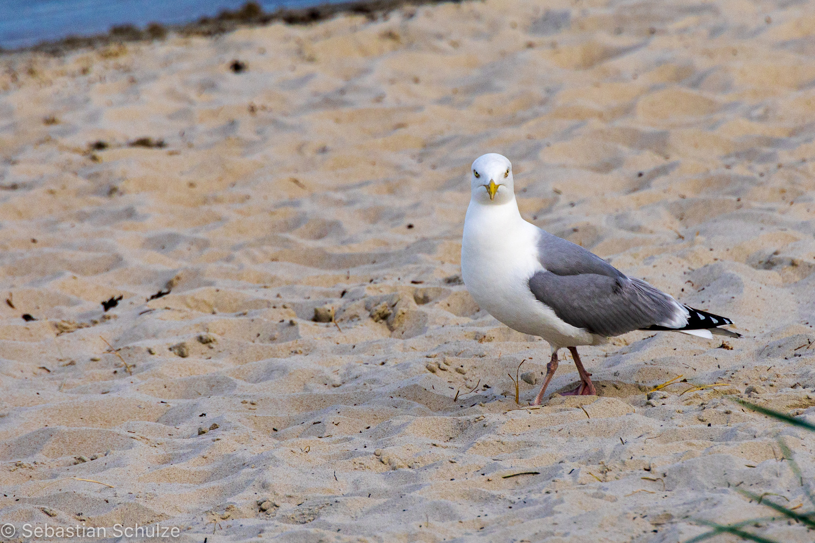 am Strand von Ahus - Möwe #02