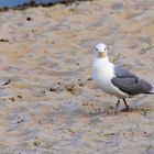 am Strand von Ahus - Möwe #02