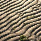 ... am Strand von Albarella