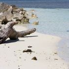 Am Strand von Bonaire