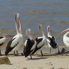 Am Strand von Cairns/ Australien