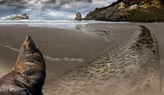 Am Strand von Castle Point