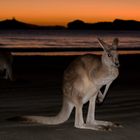 Am Strand von down under