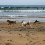 Am Strand von Fanore IV....