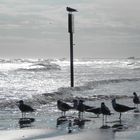 Am Strand von Galveston (Texas)