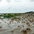 Am Strand von Hedehusum auf Föhr 2012