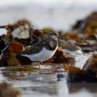 Am Strand von Helgoland..Steinwälzer