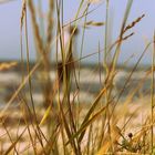 Am Strand von Hiddensee