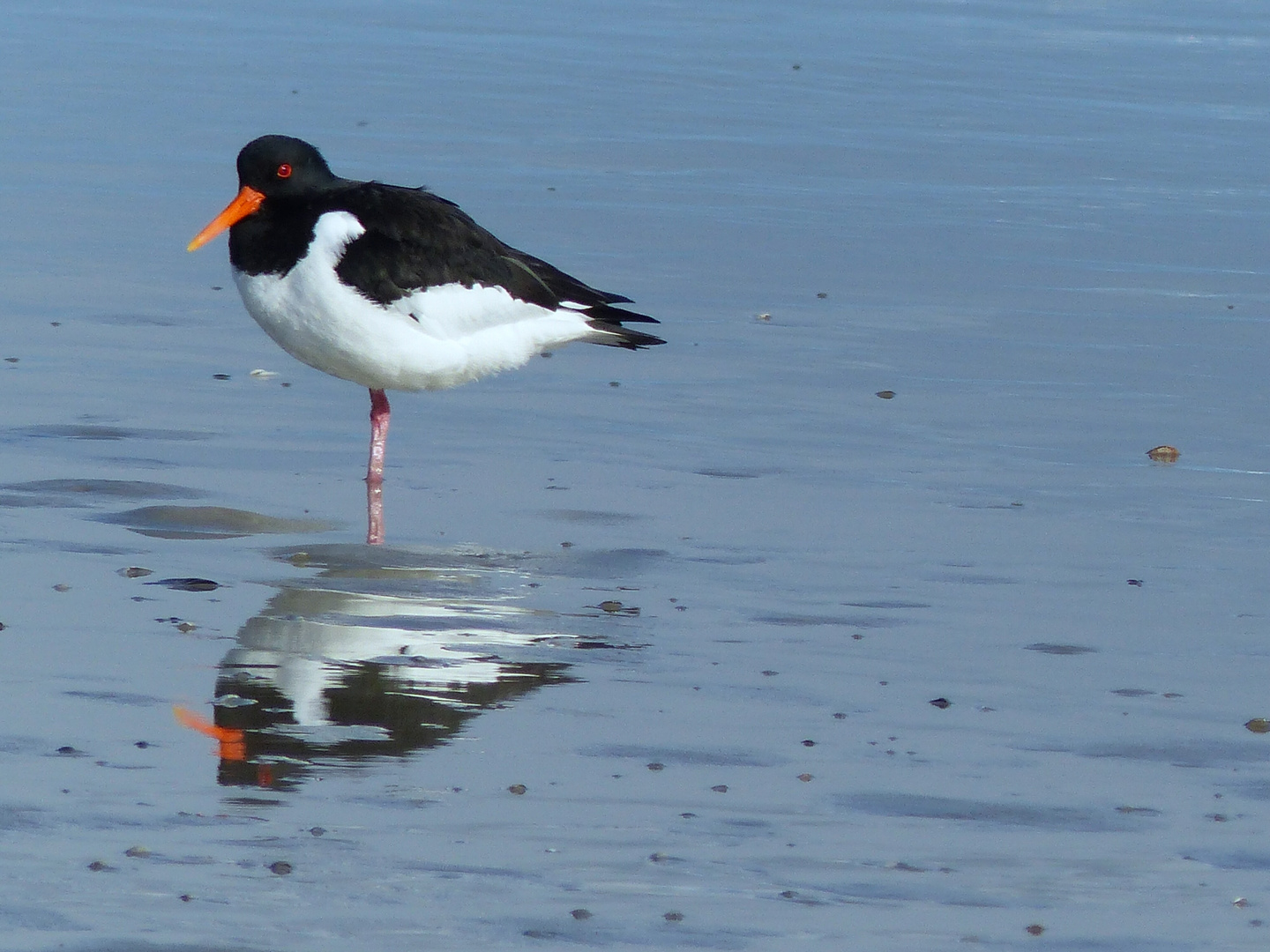 Am Strand von Juist