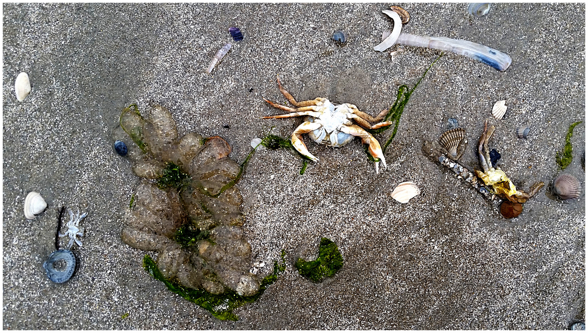 Am Strand von Juist (4)