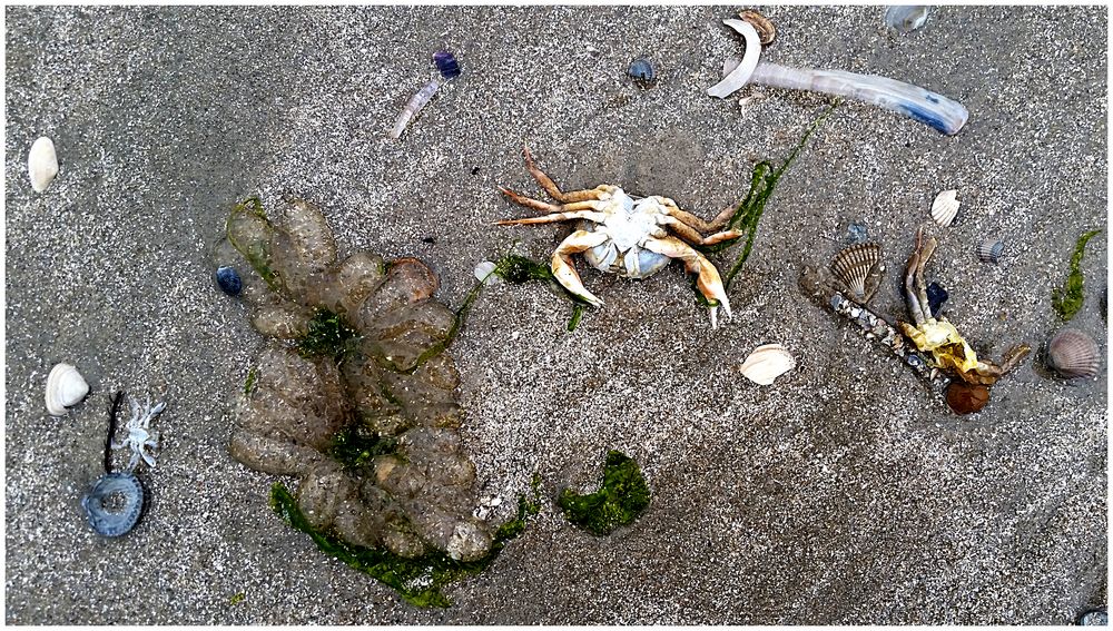 Am Strand von Juist (4)