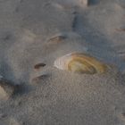 ~ am Strand von Langeoog ~