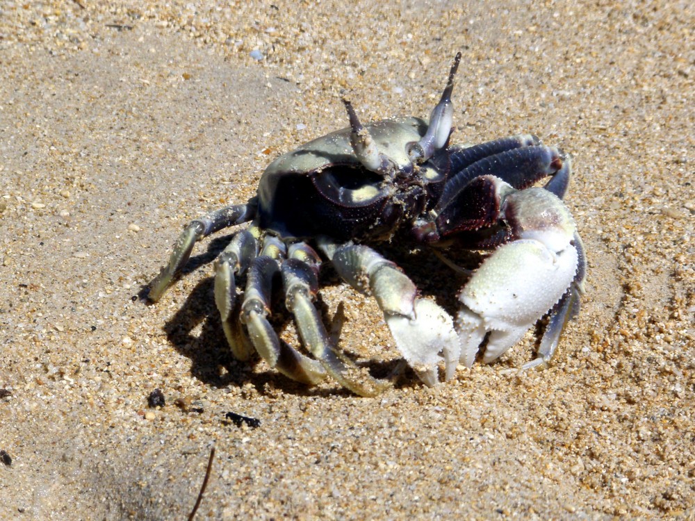 Am Strand von Maui