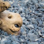 Am Strand von Mön gelandet