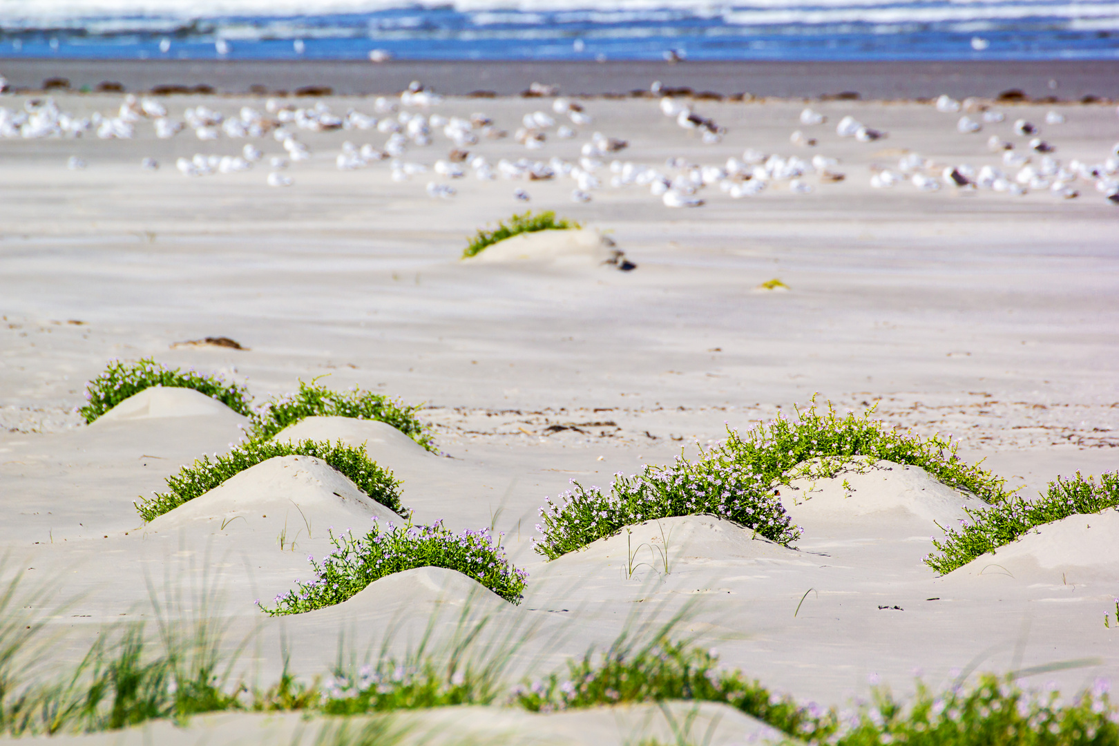 Am Strand von Oerd I