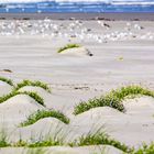 Am Strand von Oerd I