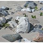 Am Strand von Rügen/Kap Arkona