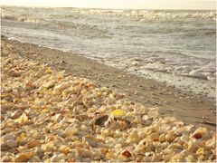 am Strand von Sanibel Island