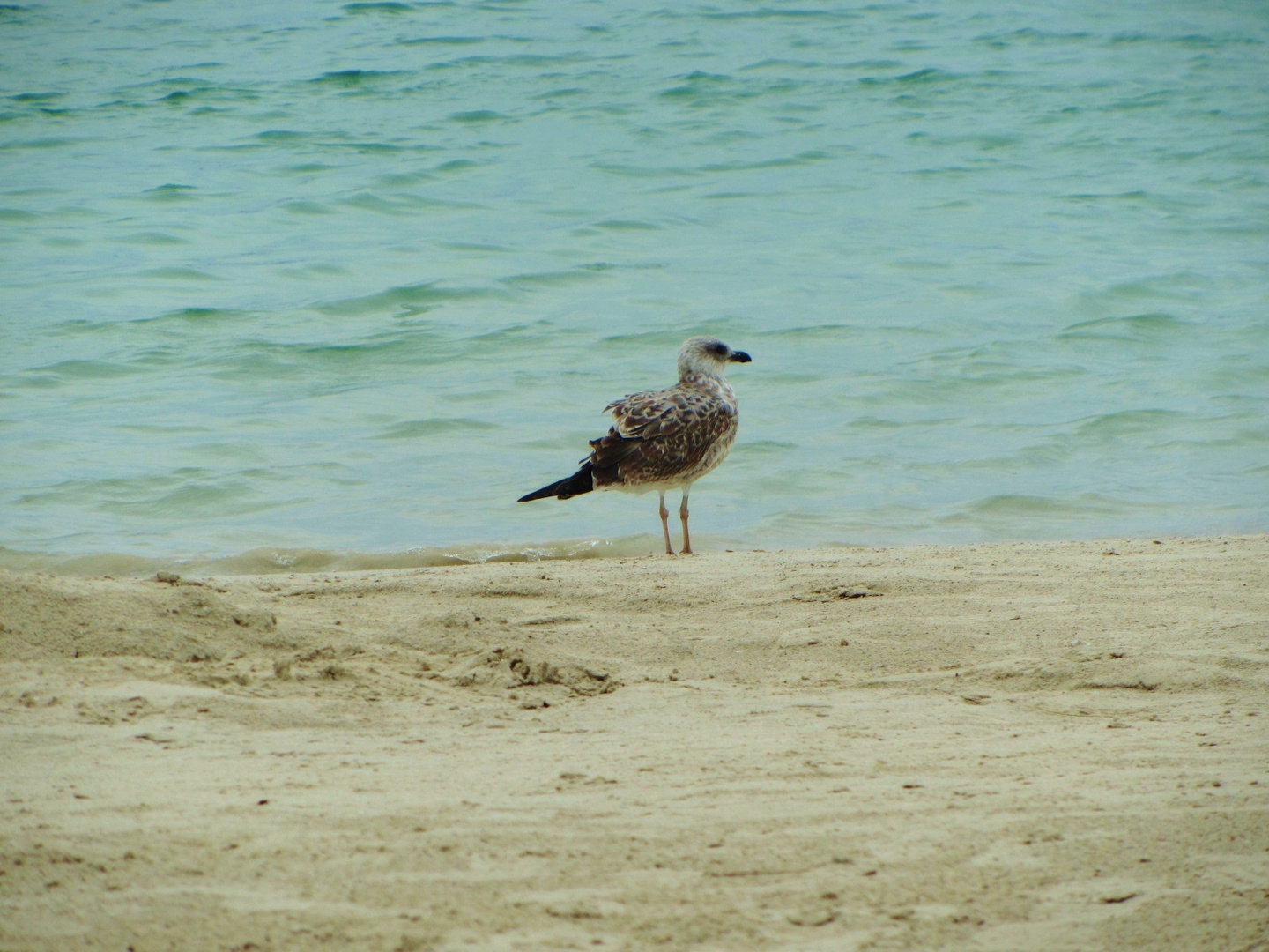 Am Strand von Sant Jordi auf Mallorca