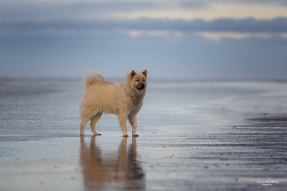 ...am Strand von SPO...